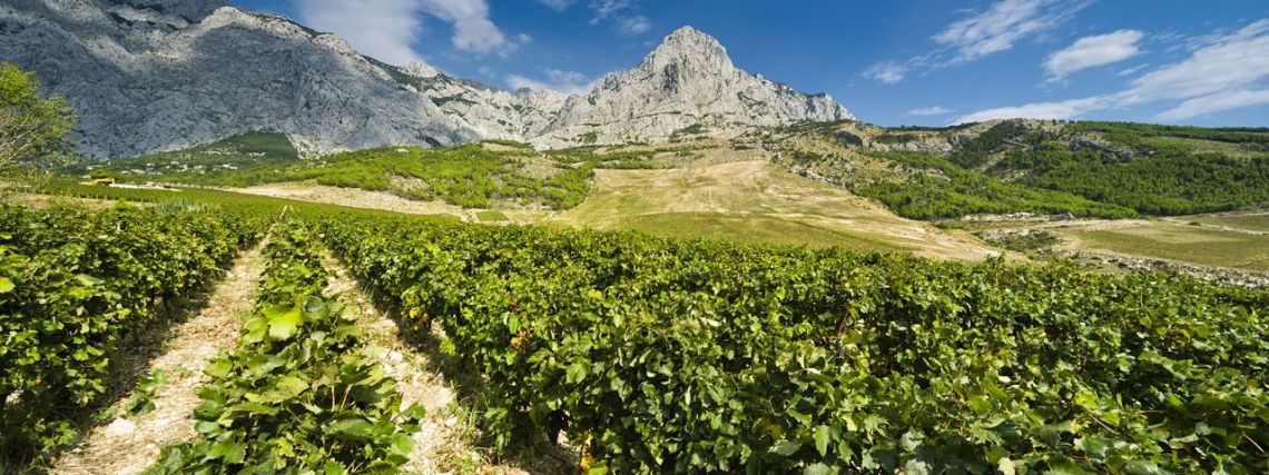 ZlatanOtok_vineyard_Makarska