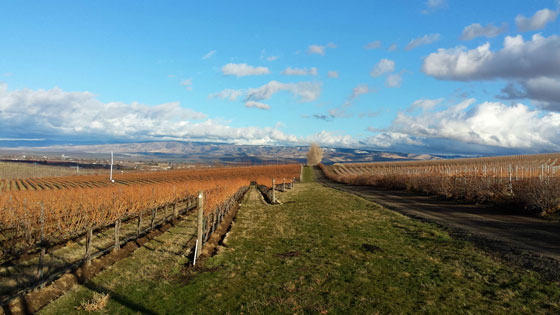 StillWaterCreekVineyard