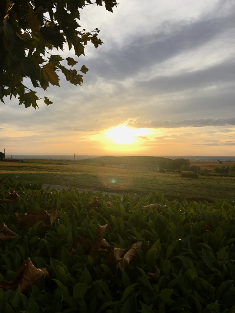 morgon-cote-de-puy-1