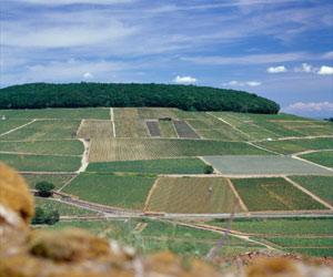 corton-les-pougets-3029-1-1