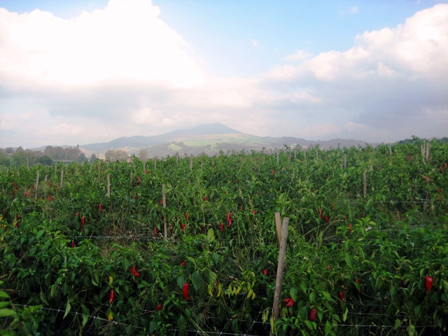 piment-despelette-pepper-field