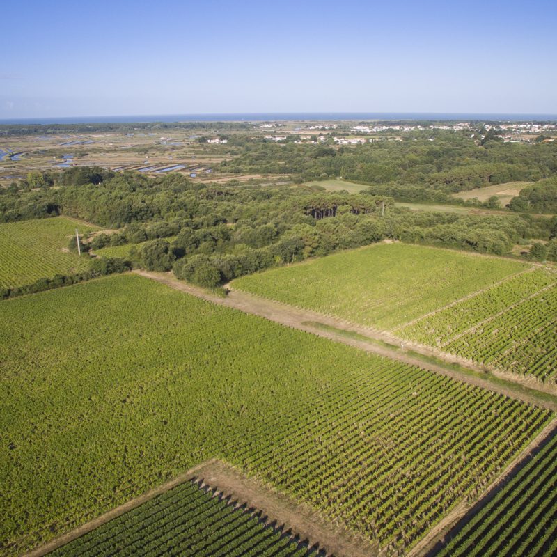 vignes-fiefsvendeens-mehdimedia-800x800