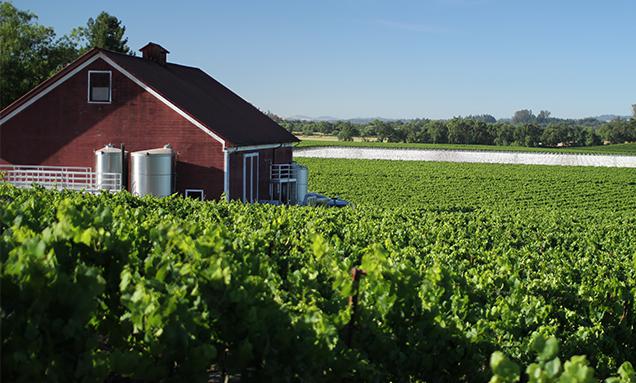 A-green-field-where-Sonoma-Cutrer-grapes-are-growning