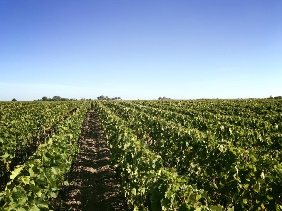 39196343_515162602252849_8958348567299227648_n