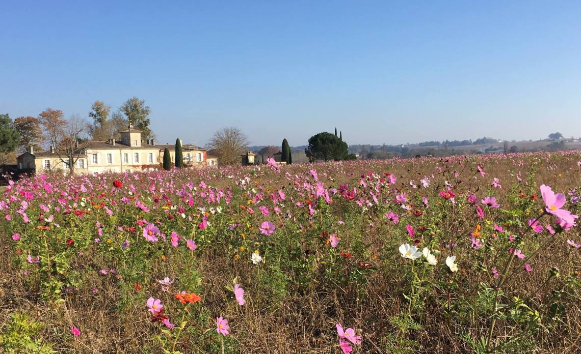 46447738_2031924850164264_8777637655111270400_o