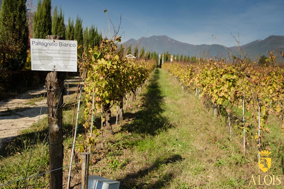 48261433_1003650256492510_4298924043211374592_n