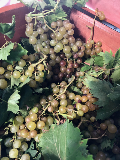 moscato grapes